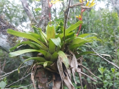 Vriesea rodigasiana