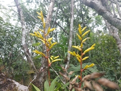 Vriesea rodigasiana