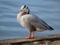 Anser indicus
