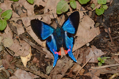 Rhetus dysonii psecas