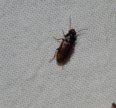Platymetopus figuratus