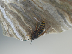 Dolichovespula media