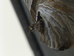 Dolichovespula media