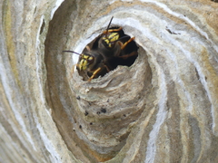 Dolichovespula media