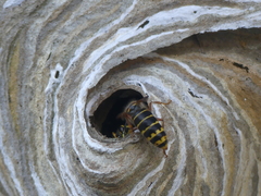 Dolichovespula media