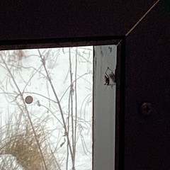 Oncopeltus fasciatus