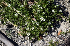 Arenaria serpens