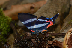 Rhetus dysonii psecas