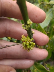 Protium heptaphyllum