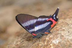 Rhetus dysonii psecas