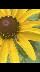 Toxomerus marginatus