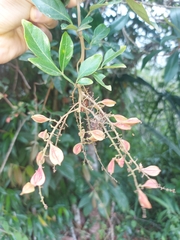 Paullinia trigonia