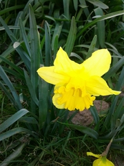 Narcissus pseudonarcissus pseudonarcissus