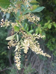 Paullinia trigonia