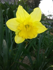 Narcissus pseudonarcissus pseudonarcissus