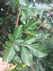 Paullinia trigonia