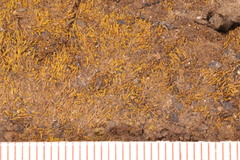 Isopaches bicrenatus