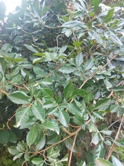 Paullinia trigonia