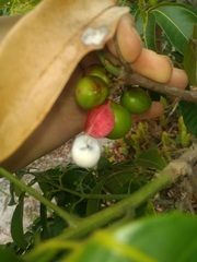 Protium heptaphyllum