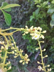 Paullinia trigonia