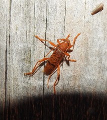 Xuthodes punctipennis