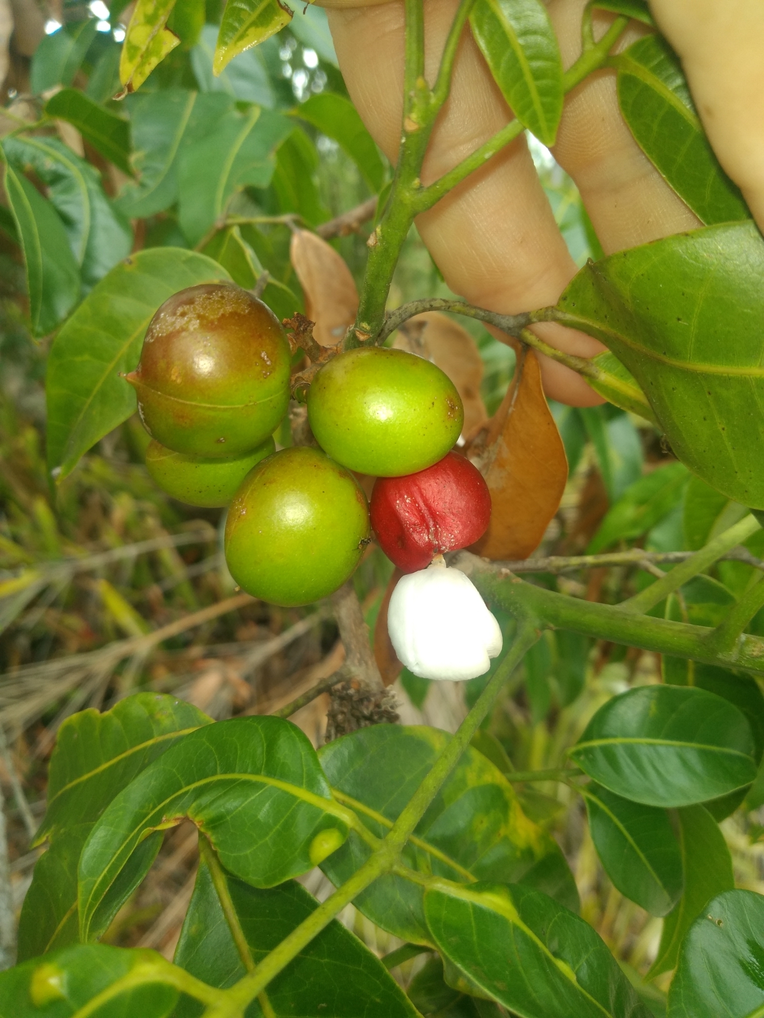 Protium Heptaphyllum (aubl.) Marchand