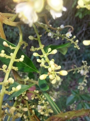 Paullinia trigonia