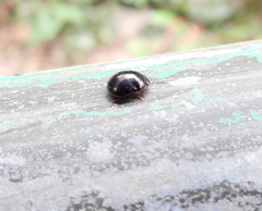 Brachyplatys subaeneus