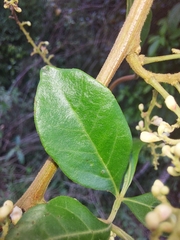 Paullinia trigonia