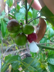 Protium heptaphyllum