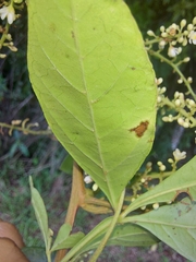 Paullinia trigonia