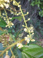 Paullinia trigonia