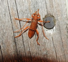 Xuthodes punctipennis