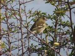 Fringilla coelebs