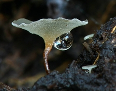 Martininia panamaensis