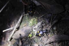Oxycheila