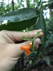 Epidendrum pseudepidendrum