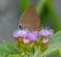 Allosmaitia strophius