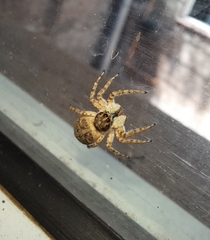 Menemerus semilimbatus