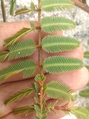 Mimosa pellita