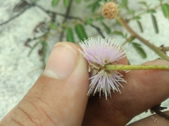 Mimosa pellita