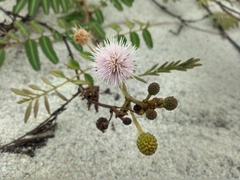 Mimosa pellita