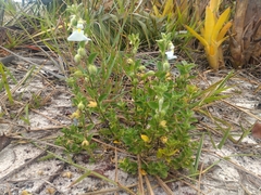 Pombalia calceolaria