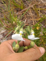 Pombalia calceolaria