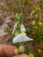 Pombalia calceolaria