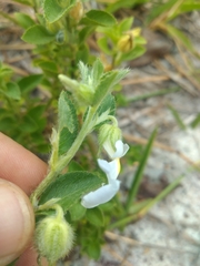 Pombalia calceolaria