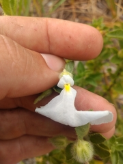 Pombalia calceolaria