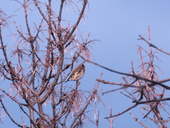Carduelis carduelis