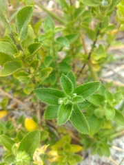 Pombalia calceolaria