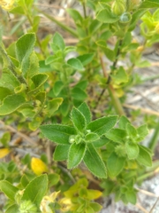 Pombalia calceolaria